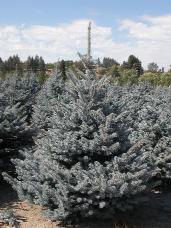 Colorado Spruce